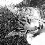 JEFFREY - Instagram Profile Picture of JEFFREY (@jeffrey_the_tabby) on Instagram