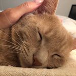 Profile Picture of Jodi Kiernan (@jrkbutterfly) on Instagram