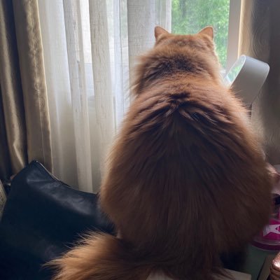Profile Picture of Tori Tang (@ToriTangZ) on Twitter