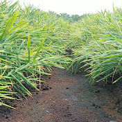 Profile Picture of DM,,P Channell (@dmpchannell884) on Youtube