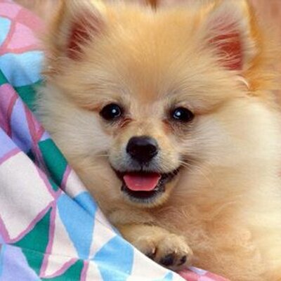 Profile Picture of Martina Astorga Marc (@AstorgaMarc) on Twitter