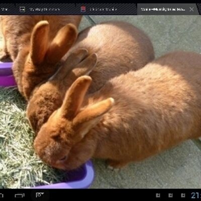 Profile Picture of Richard Randle (@bigglesbunny) on Twitter