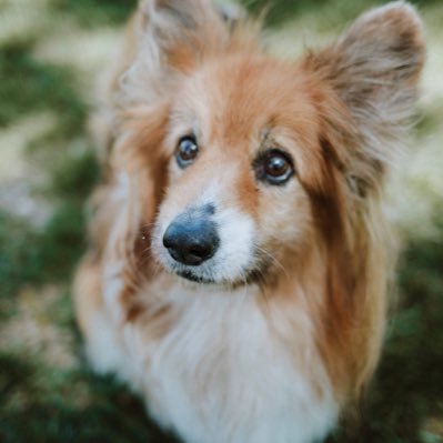 Profile Picture of Corgigirl (@MargaretMarquis) on Twitter