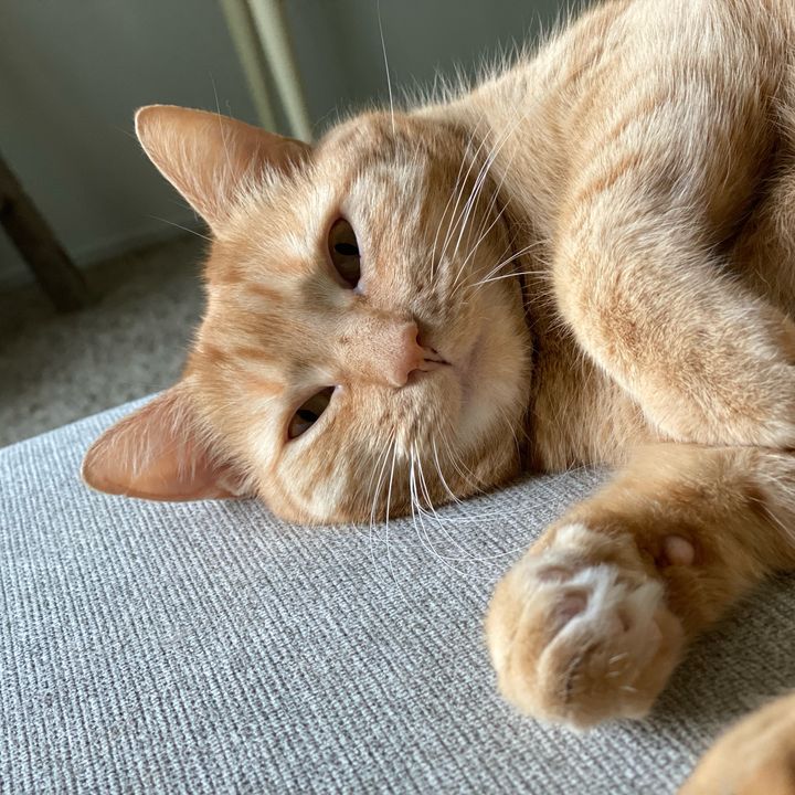 Profile Picture of Linda Blair (@@lindablaircat) on Tiktok