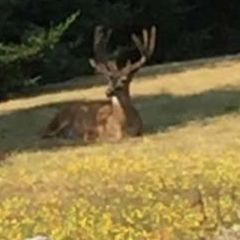 Profile Picture of Larry Lee Shields (@larry.lee.shields) on Tiktok