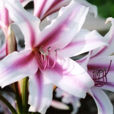 Profile Picture of 百合 (@ke22qiu) on Twitter