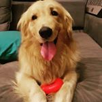 Profile Picture of Brad_lindoeloiro (@brad_lindoeloiro) on Instagram