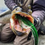 Profile Picture of Brian Bergeson (@riplipsmuskyfly) on Instagram