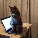 Profile Picture of Shelley Ranson (@bearpixiechch) on Instagram