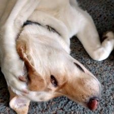 Jesse Genter - Twitter Profile Picture of Jesse Genter (@JesseGenter) on Twitter