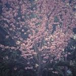 Profile Picture of Sean McGonigle (@samcg18) on Instagram