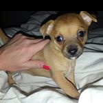 Profile Picture of Leah🐶 (@leah.mcrae) on Instagram