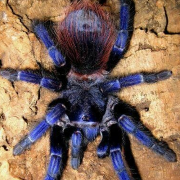 Profile Picture of Khemarasir Hartshorne (@mrkhamali) on Poshmark