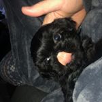 Profile Picture of Albert (@dailyalbert) on Instagram