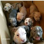 Profile Picture of Mull Null (@octaviopadilla0818) on Instagram