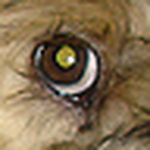 Profile Picture of Chuck Chung (@cc dublin jl) on Flickr