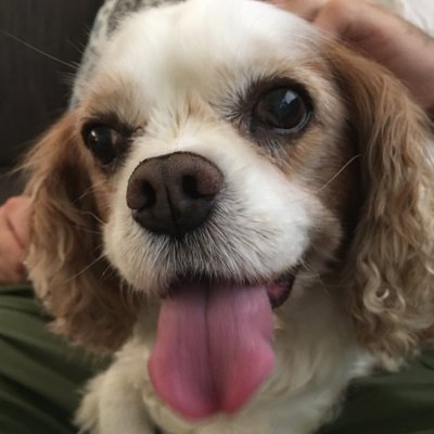 Profile Picture of Oliver J (@ollie_doggy) on Twitter