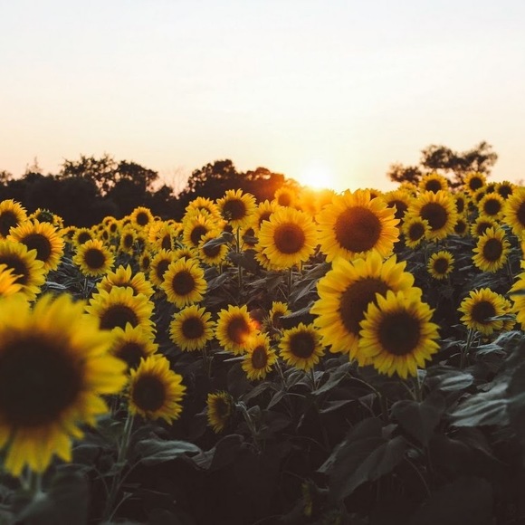 Profile Picture of Lindsay Vallo (@2024vallolin) on Poshmark