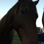 Benjamin Wynter - Instagram Profile Picture of Benjamin Wynter (@stephenwynter) on Instagram