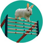 Profile Picture of Felix, Alexa & Leo | Bunnies 🐰 (@feallerabbits) on Instagram