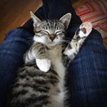 Profile Picture of Jules (@kittenjuliefosters) on Instagram