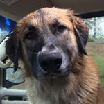 Profile Picture of Nigel Wade (@lily_the_anatolian_shepherd) on Instagram