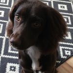 Profile Picture of Chris (@chris_lloyd_1953) on Instagram