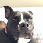 Profile Picture of pamela petrousek (@greeneggs.and.pam) on Instagram