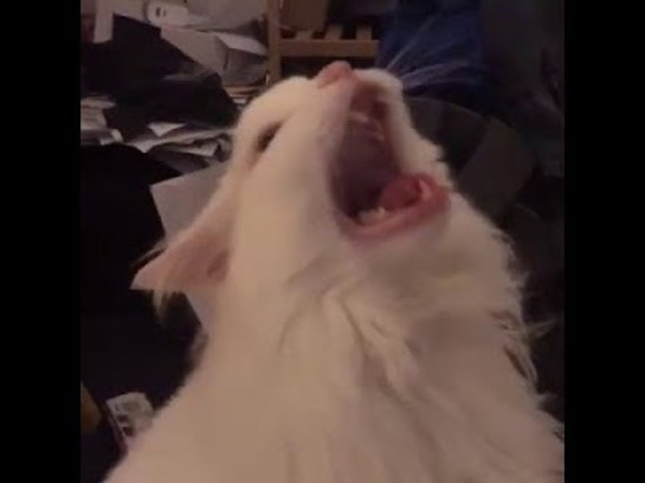 Profile Picture of Bryar Sanna (@bryarsanna) on Poshmark