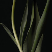 Profile Picture of Ralph Dennis (@rwdennis1) on Youtube