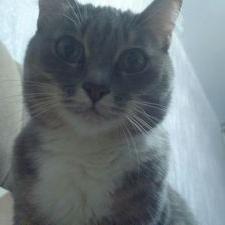 Profile Picture of Mike Catton (@mikecatton1) on Twitter