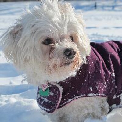 Profile Picture of Allen Choi (@Cannon_Ball1) on Twitter