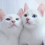 Profile Picture of Y. Burak Sevim (@ybuse) on Flickr