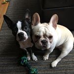 Profile Picture of Johnna (@jurassic_puppies) on Instagram