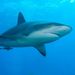 Profile Picture of Paul E (@ertl0550) on Pinterest