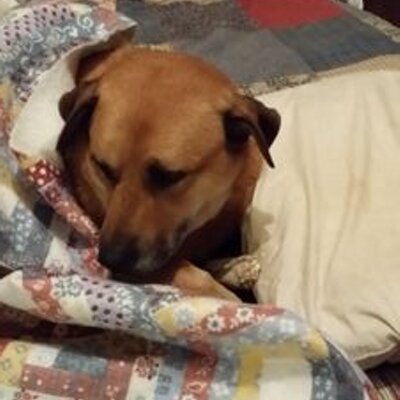 Profile Picture of Sheri Frank (@sheri_frank) on Twitter