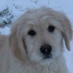 Profile Picture of Kate Vorobieff (@thegoldendoodle_scout) on Instagram