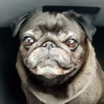 Profile Picture of Pug Zazou and Amy Lindsey Hagerman (@amylindseyhagerman) on Instagram