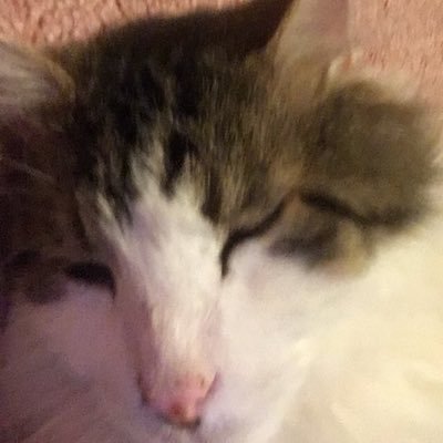 Profile Picture of Peter Fried (@peterfried5) on Twitter