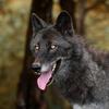 Profile Picture of   Katie Beaver... (@wolfdogsoftheebonblade) on Tiktok