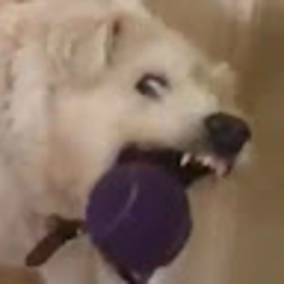 Liam Corbett - Poshmark Profile Picture of Liam Corbett (@lcorbett99) on Poshmark