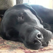 Profile Picture of Bryson Prokuski (@brysonprokuski4528) on Youtube