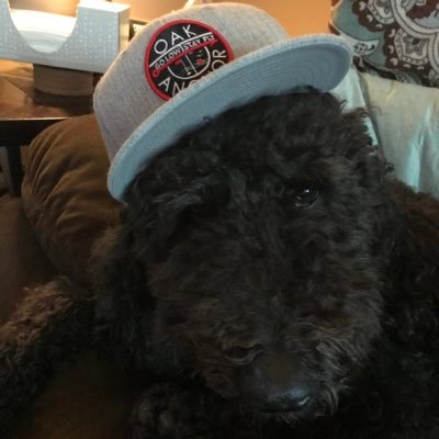 Profile Picture of Adam Cantor (@racer7ny) on Twitter