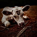Profile Picture of Joshua Ledesma (@joshua.ledesma.7355) on Instagram