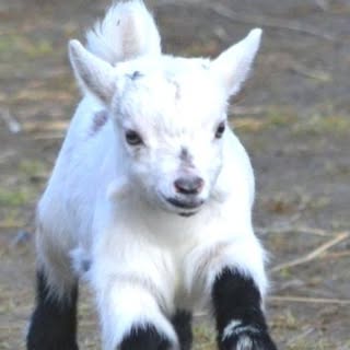 Profile Picture of baby_goat_39 (@bisson.brandon) on Instagram