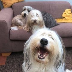 seanlipscombe633 - Tiktok Profile Picture of seanlipscombe633 (@seanlipscombe633) on Tiktok