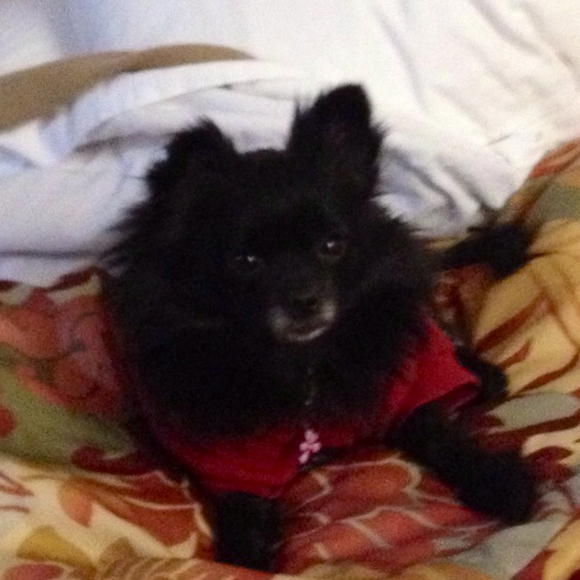 Profile Picture of Julie Reid (@sugarbear4u) on Poshmark