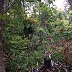 Profile Picture of Dion Theriault (@diontheriault) on Tiktok