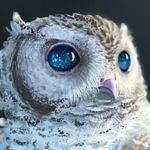 Profile Picture of Christopher Fallacaro (@squidmasterx5) on Instagram