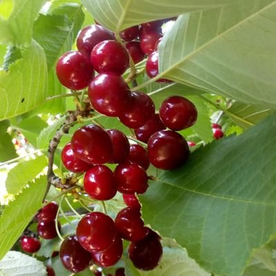 Profile Picture of Dragana Stojanovic (@Gaaaggaaa) on Twitter